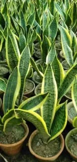 Rows of vibrant green snake plants in terracotta pots.