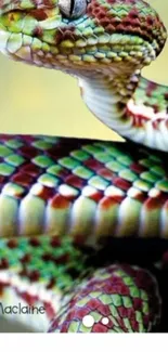 Vibrant snake scales wallpaper for mobile phones, featuring green and red hues.