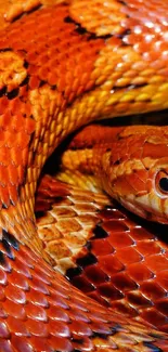 Close-up of vibrant orange snake scales as mobile wallpaper.