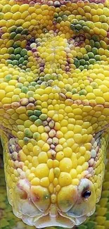 Close-up of a colorful snake's textured skin showcasing vibrant yellows.