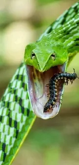 Green vine snake with prey captured close-up in the wild.