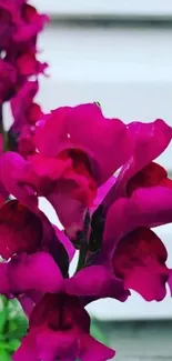 Magenta snapdragon flower in full bloom on phone wallpaper.