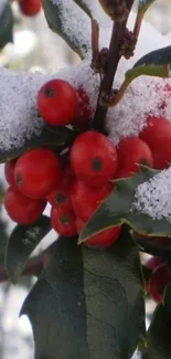 Close-up of red holly berries with green leaves and snow.