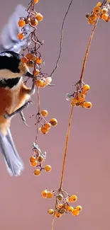 Sparrow on branch with orange berries in nature.