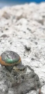 Close-up of a colorful spider on a textured gray surface.