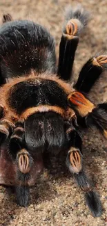 Close-up of a tarantula on a sandy background.