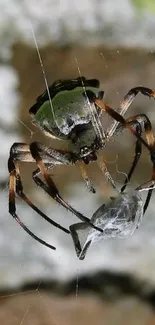 Close-up of a spider on its web in a nature setting, showcasing intricate details.