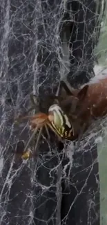 Close-up of a spider on its web with detailed textures and colors.