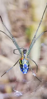 Vibrant spider perched on its intricate web.