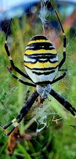 Vibrant spider on web with grassy background.