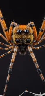 Macro photo of a vibrant spider on a dark background.