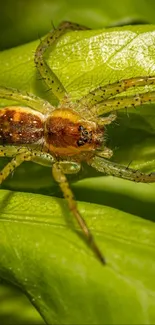 Close-up of a spider on a green leaf in natural light.