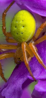 Yellow-green spider on purple petals, vibrant nature wallpaper.