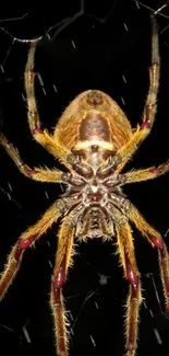 Detailed wallpaper of a spider weaving its web, showcasing natural beauty.