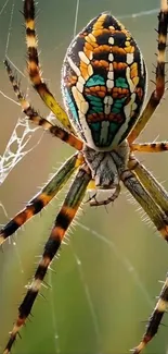 Vibrant spider on its intricate web.