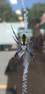 Vibrant yellow and black spider on a detailed web background.