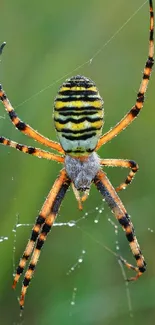 Colorful spider on web with vibrant stripes on a green background.