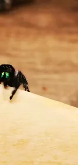 Close-up of spider with green eyes on wood surface.