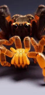 Striking orange tarantula on dark background wallpaper.