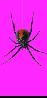 Black spider on vivid pink background wallpaper.