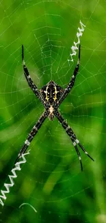 Spider on a web with green background wallpaper.