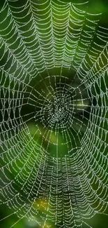 Intricate spider web with green forest background.