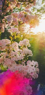 Vibrant spring blossoms with rainbow and sunlight.