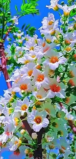 White blossoms with orange centers against a clear blue sky.