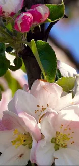 Close-up view of apple blossoms in spring.