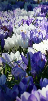 Beautiful crocus field with purple and white flowers in bloom.