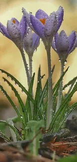 Close-up of purple crocus flowers with dew drops in a natural setting.