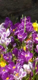 Vibrant purple and yellow crocuses in springtime garden.