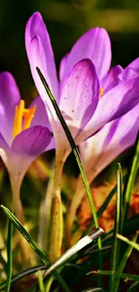 Purple crocus flowers blooming in sunlight amidst green grass.