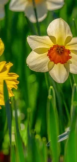 Beautiful daffodil flowers with green background in spring.