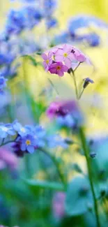 Vibrant flowers in purple and pink hues with green stems, illuminated by sunlight.