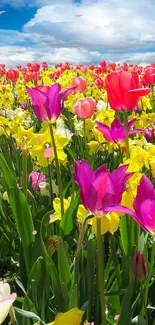 Colorful field of flowers under a bright blue sky.
