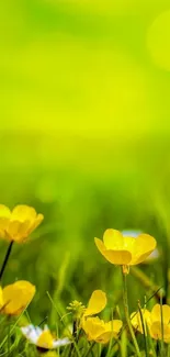 Mobile wallpaper of vibrant yellow flowers on lush green background.