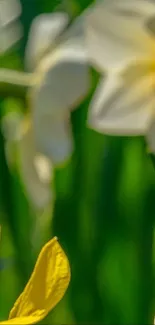 Close-up of yellow and white flowers with green background.