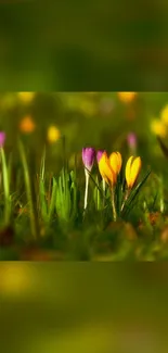 Vibrant spring flowers in a green meadow.