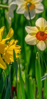 Mobile wallpaper of daffodils with green background.