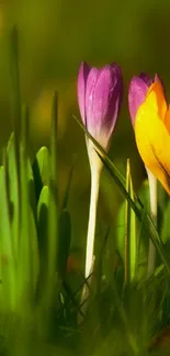 Vibrant spring flowers with green grass.