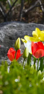 Red tulips and yellow daffodils in a spring garden setting.