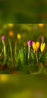 Vibrant spring flowers in a green meadow mobile wallpaper.