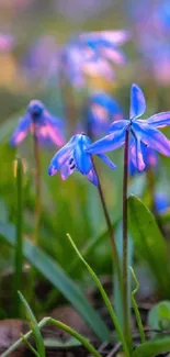 Close-up of vibrant blue spring flowers with green foliage.