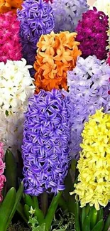 Colorful hyacinth flowers in vibrant spring display.