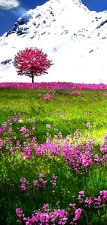 Beautiful spring landscape with pink flowers and snowy mountain.