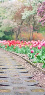 Serene path lined with pink tulips in spring.