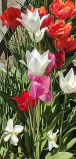 A vibrant garden with red, white, and pink tulips in full bloom.