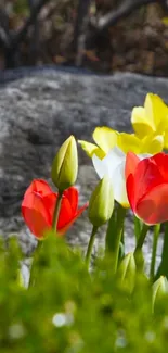 Close-up of colorful tulips in garden.