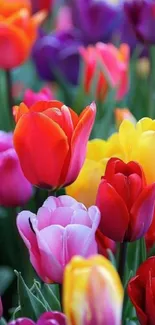Vibrant tulips in various colors bloom in a lively garden setting.